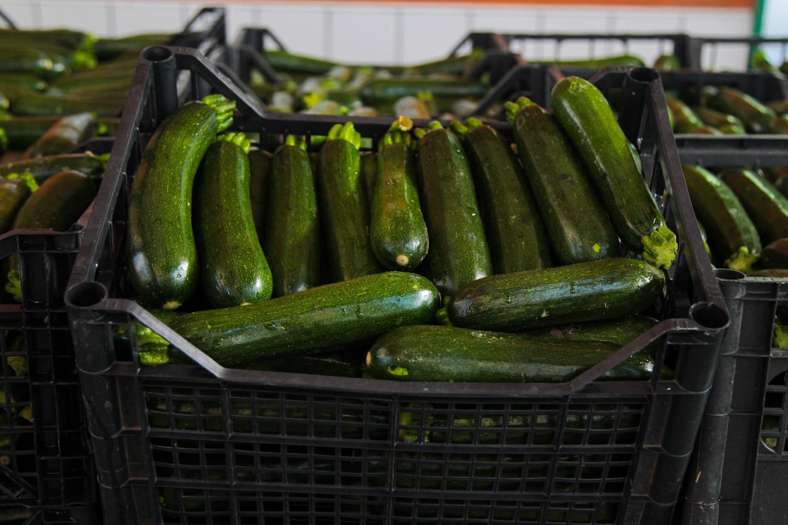 Zuchinis