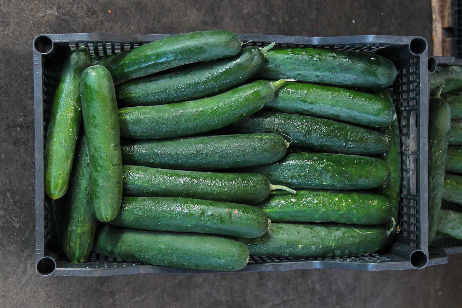 Cucumbers