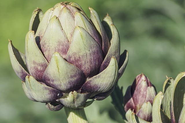 Pascaiole type artichokes
